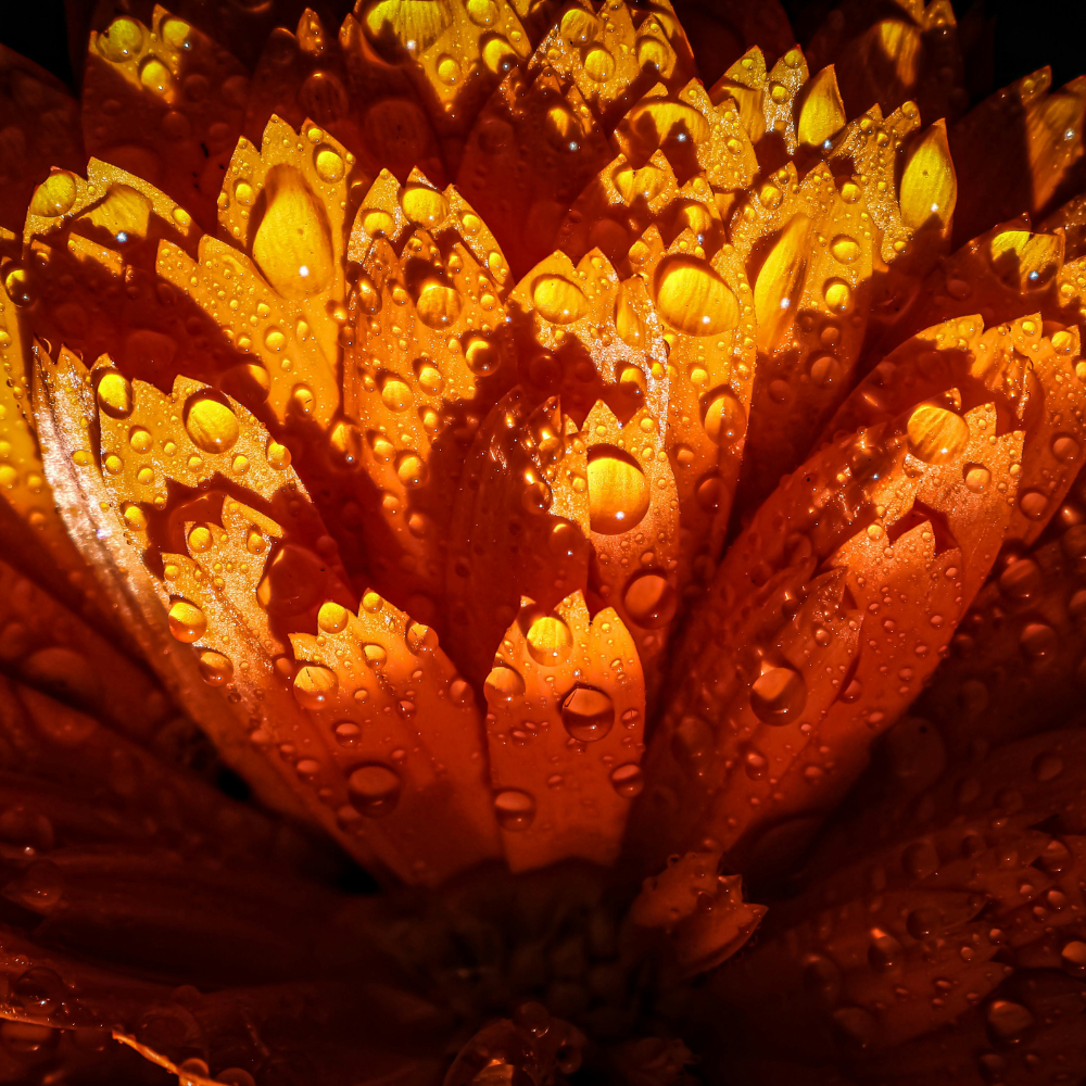 Macérat huileux de Calendula