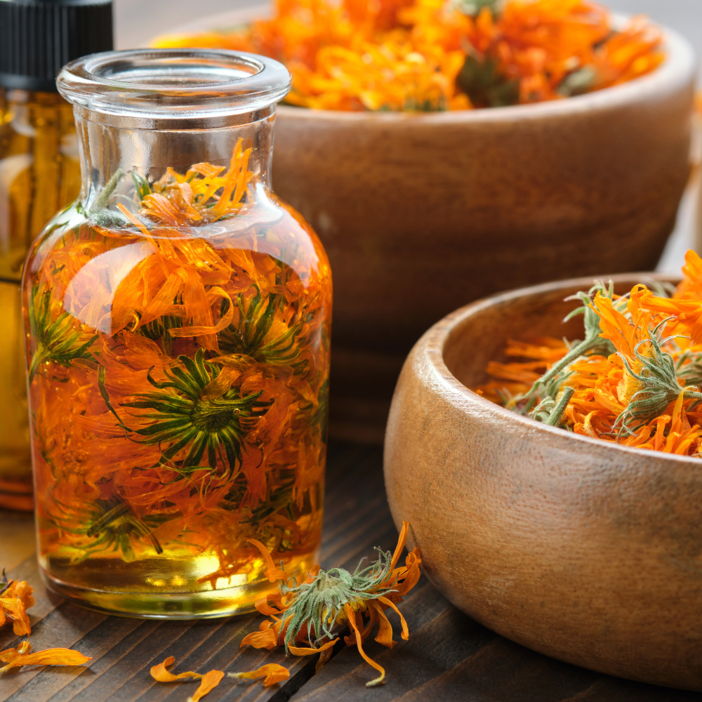 Macérat huileux de Calendula